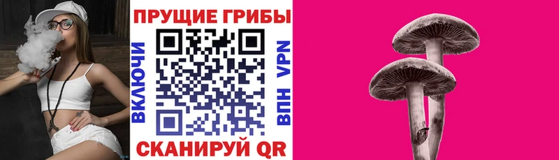 Галлюциногенные грибы Cubensis  Новоржев 